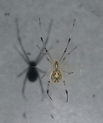 Latrodectus geometricus