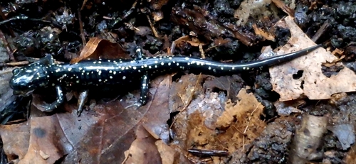 Northern Slimy Salamander