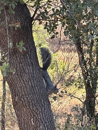 Western Gray Squirrel