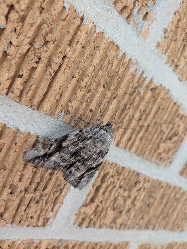 Sad Underwing