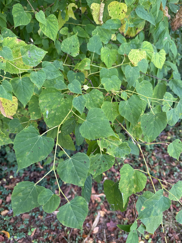 heart leaf peppervine