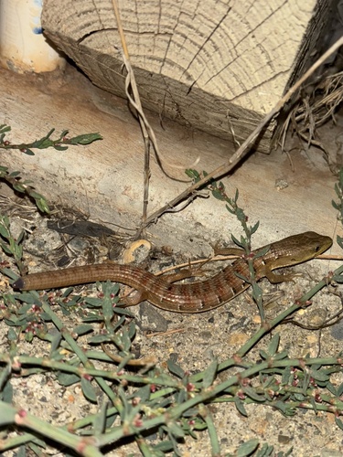 Southern Alligator Lizard