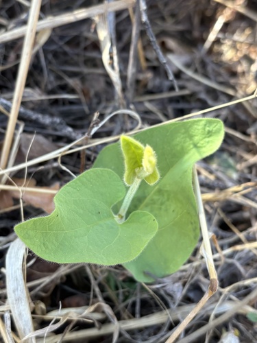 California Dutchman's Pipe