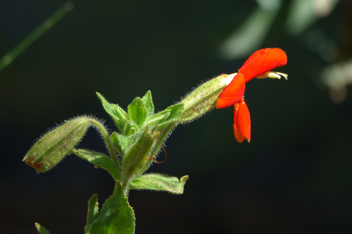 Erythranthe cardinalis, photograph 5