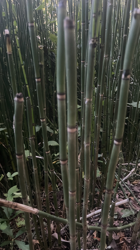 rough horsetail