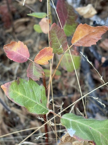 Pacific poison oak