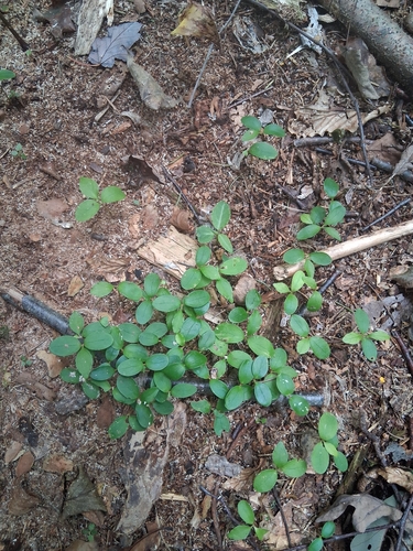 Eastern Teaberry