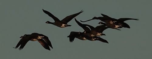 Canada Goose