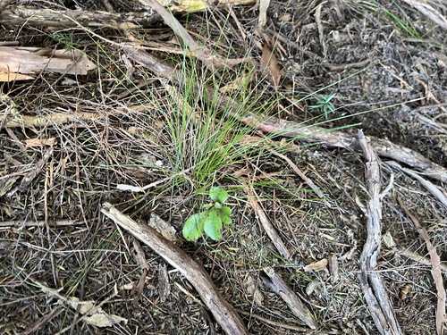 Myrsine australis, photograph 4