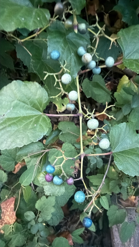 Porcelain Berry