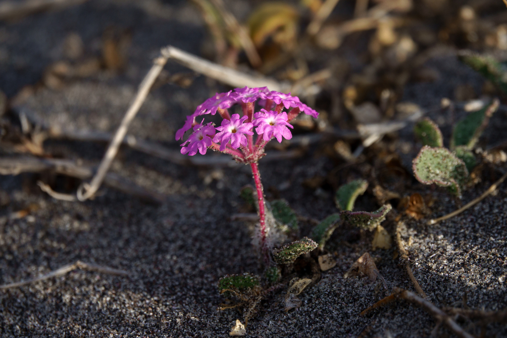 Abronia umbellata; photograph author not stated, no rights reserved