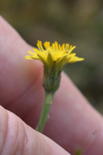 Smooth cat's ear (Hypochaeris glabra)