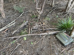 Myrsine australis, photograph author not stated, no rights reserved