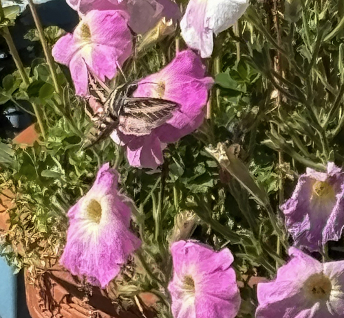 White-lined Sphinx