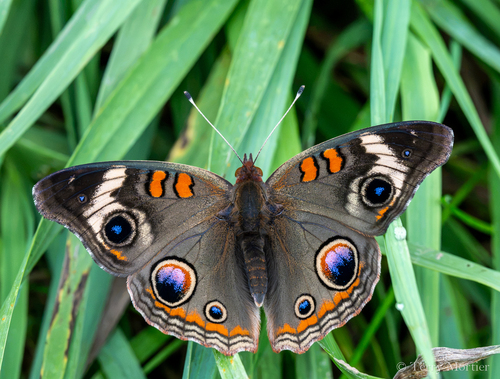 Common Buckeye