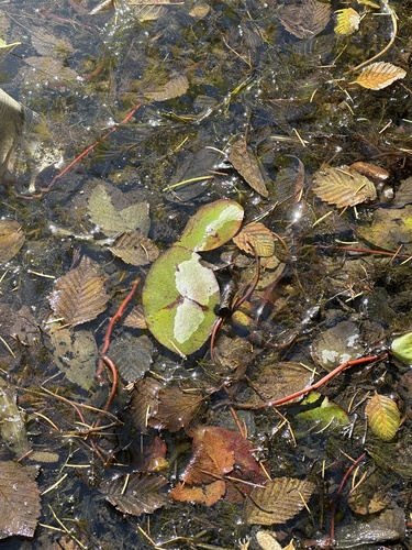 Brasenia schreberi, photograph 1