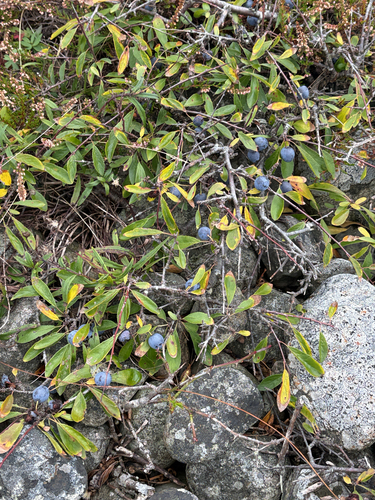 Blackthorn