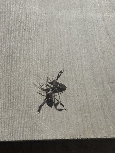Eastern Leaf-footed Bug