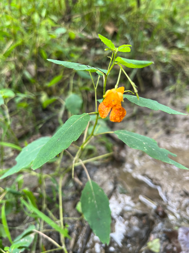 common jewelweed
