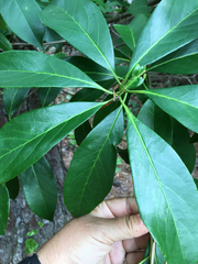 Symplocaceae