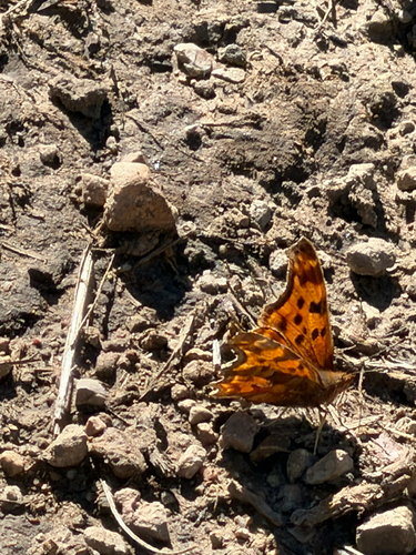 Satyr Comma