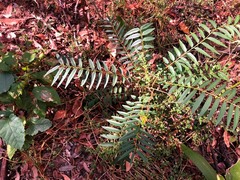 Ailanthus triphysa