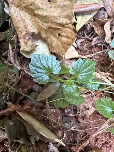 Lobelia trigonocaulis observed 2026-09-21