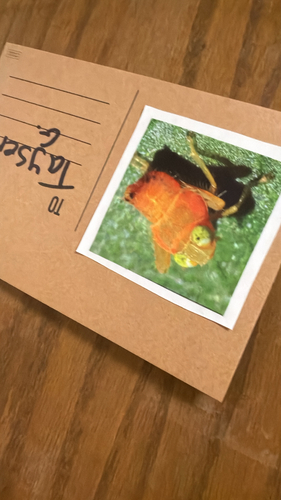 Coppery Leafhopper