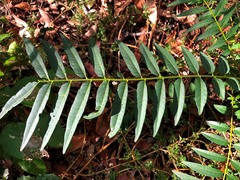 Ailanthus triphysa