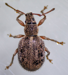Thricolepis inornata