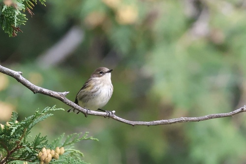 Yellow-rumped Warbler