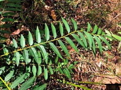 Ailanthus triphysa