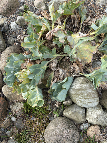 sea kale