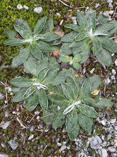 mouse-eared hawkweed