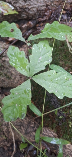white oak