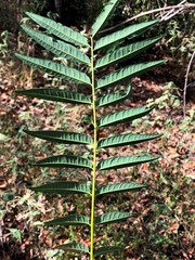 Ailanthus triphysa
