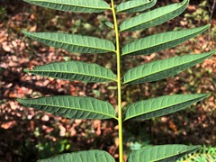 Ailanthus triphysa