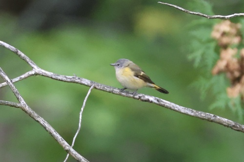 American Redstart