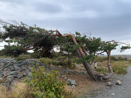 Scots pine