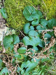 Asarum caudatum, photograph author not stated, no rights reserved