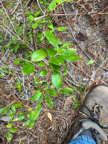 Vaccinium arboreum, photograph 3