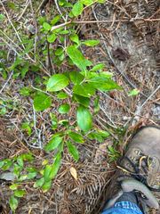 Vaccinium arboreum, photograph author not stated, no rights reserved