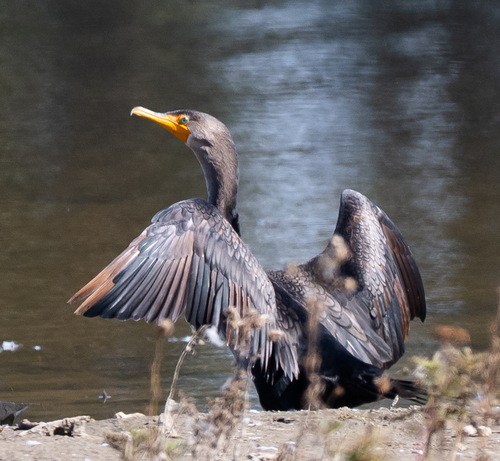 Double-crested Cormorant