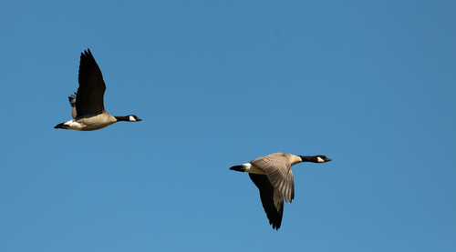 Cackling Goose