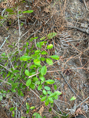 Vaccinium arboreum, photograph 4