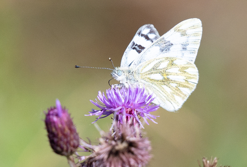 Western White