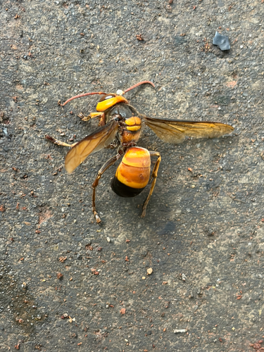 Southern Giant Hornet