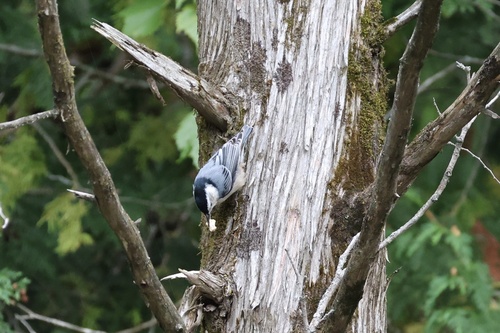 White-breasted Nuthatch