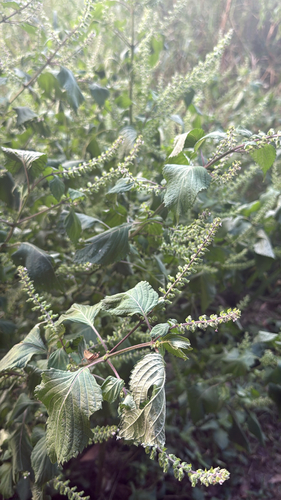 beefsteak plant