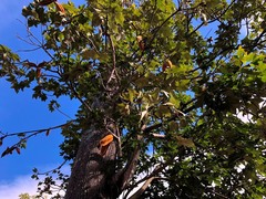 Brachychiton discolor